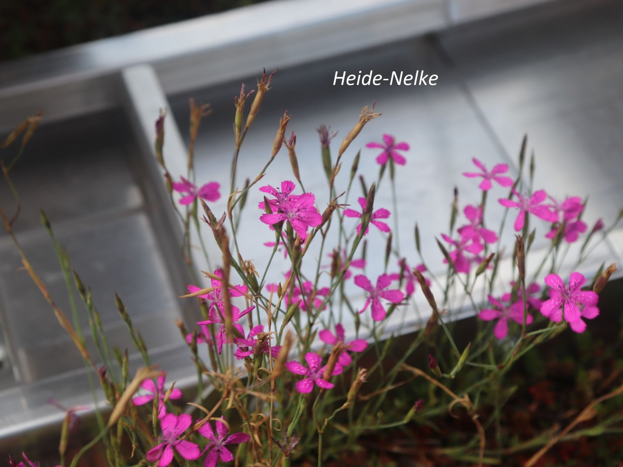 Heide-Nelke (Dianthus deltoides)